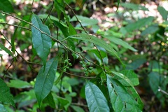 Trophis