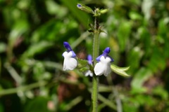 Salvia flaccida