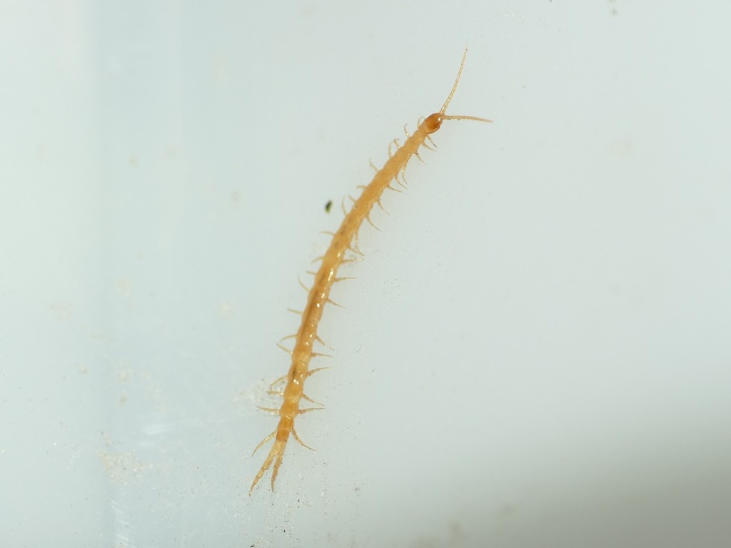 Cryptops hispanus