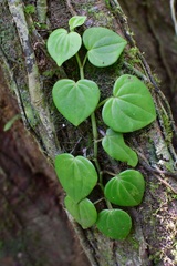 Peperomia urocarpoides