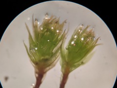 Ptychostomum creberrimum