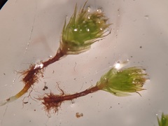 Ptychostomum creberrimum