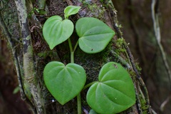 Peperomia urocarpoides