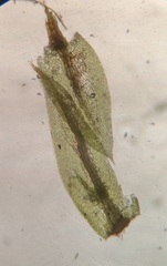 Ptychostomum creberrimum