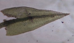 Ptychostomum creberrimum