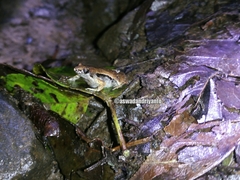 Microhyla achatina