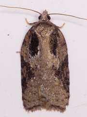 Acleris fuscana