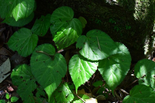 Begonia faustinoi, photograph 3