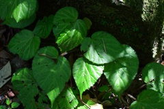 (c) Neptalí Ramírez Marcial, some rights reserved (CC BY) Begonia faustinoi, photograph (c) Neptalí Ramírez Marcial, some rights reserved (CC BY)