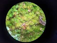 Ptychostomum creberrimum