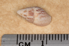Mitrella semiconvexa