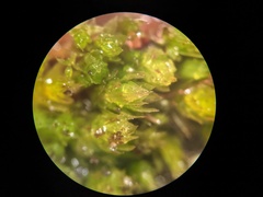 Ptychostomum creberrimum