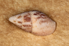 Mitrella semiconvexa