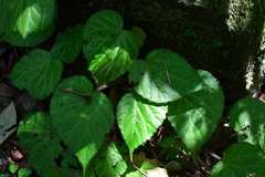 (c) Neptalí Ramírez Marcial, some rights reserved (CC BY) Begonia faustinoi, photograph (c) Neptalí Ramírez Marcial, some rights reserved (CC BY)