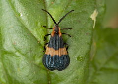 Calopteron bifasciatum