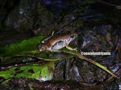 Microhyla achatina