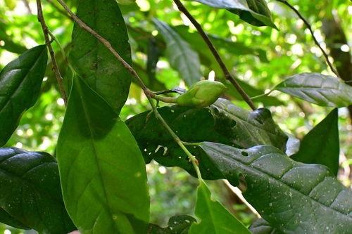 Oecopetalum mexicanum (Oecopetalum mexicanum)