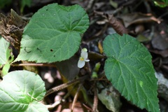 (c) Neptalí Ramírez Marcial, some rights reserved (CC BY) Begonia faustinoi, photograph (c) Neptalí Ramírez Marcial, some rights reserved (CC BY)