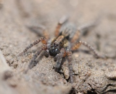 Trochosa sepulchralis