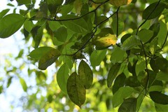 Dendropanax leptopodus