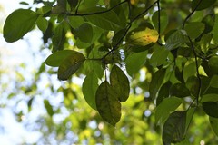 Dendropanax leptopodus