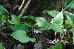 (c) Neptalí Ramírez Marcial, some rights reserved (CC BY) Begonia faustinoi, photograph (c) Neptalí Ramírez Marcial, some rights reserved (CC BY)