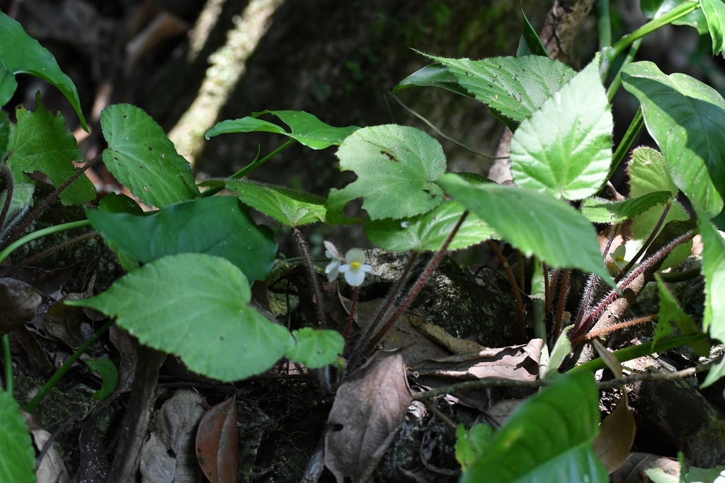 Begonia faustinoi; photograph (c) Neptalí Ramírez Marcial, some rights reserved (CC BY)