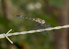 Dythemis nigra