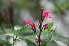 Lophostachys chiapensis