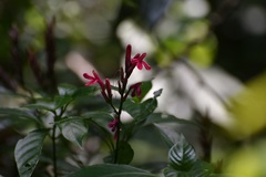 Lophostachys chiapensis