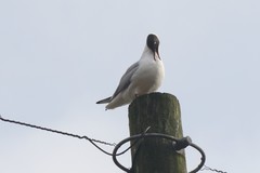 Chroicocephalus ridibundus