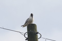 Chroicocephalus ridibundus