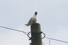 Chroicocephalus ridibundus