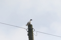 Chroicocephalus ridibundus