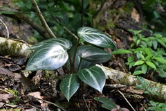 Peperomia maculosa