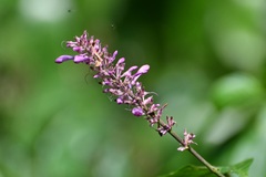 Odontonema callistachyum