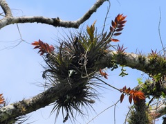 Tillandsia zoquensis