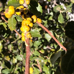Cerococcus quercus