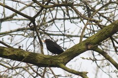 Turdus merula