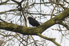 Turdus merula