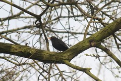 Turdus merula
