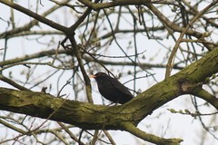 Turdus merula