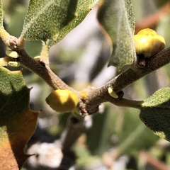 Cerococcus quercus