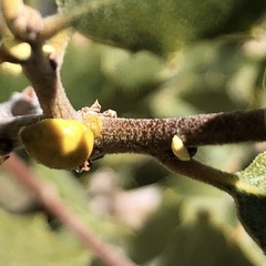 Cerococcus quercus