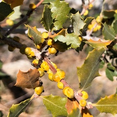 Cerococcus quercus