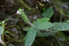 Justicia candelariae