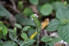 Justicia candelariae