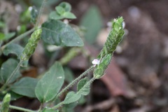 Justicia candelariae