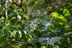 Peteravenia schultzii