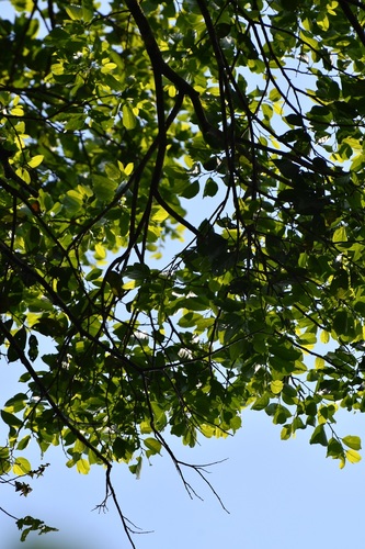 Oecopetalum mexicanum (Oecopetalum mexicanum)